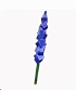 delphinium