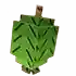 feijoa
