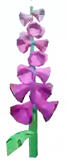 fox glove