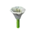 moon flower