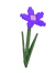 nightshade