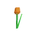 orange tulip