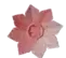 pink lily