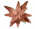 Hinomai